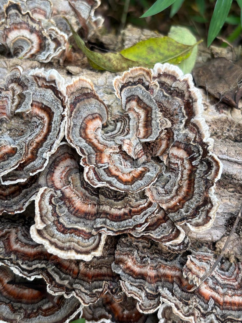 Half Gallon Bag Turkey Tail Mushrooms image 9