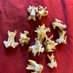 Chicken Vertebrae