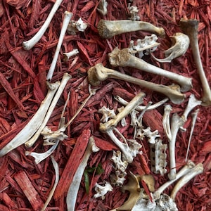 May include: A collection of white animal bones scattered on a bed of red wood chips.