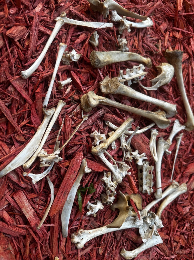 May include: A collection of white animal bones scattered on a bed of red wood chips.