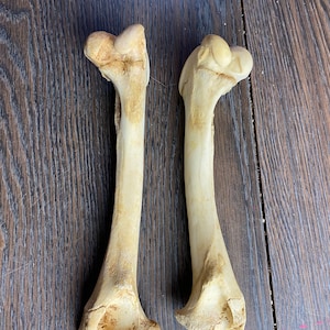 May include: Two off-white, weathered bones are displayed against a dark wood grain background. The bones have a natural, aged appearance with visible textures and subtle color variations. The bones are positioned vertically, side-by-side, showcasing their unique shapes and details.