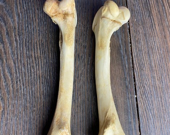 Deer Femur Bone
