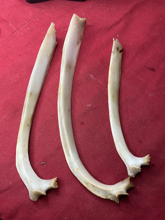 3 Medium Sized Deer Rib Bones Etsy