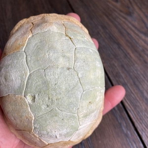 May include: A light green and tan fossilized object with a segmented pattern, held in a hand. The object has a rounded shape with a textured surface and visible cracks. The color palette is muted, with earthy tones.