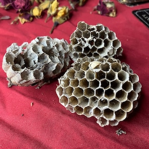 May include: Three weathered, tan-colored wasp nests with a honeycomb pattern rest on a red surface. Dried rose buds and petals in shades of red and yellow are scattered in the background, suggesting a natural or botanical theme.