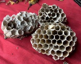 Pack Of 3 Wasp Nests