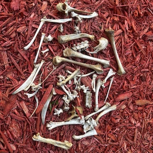 May include: A collection of white animal bones scattered on a bed of red wood chips.