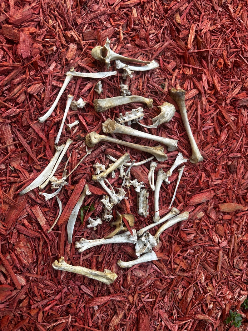 May include: A collection of white animal bones scattered on a bed of red wood chips.