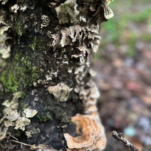 May include: Close-up of a tree trunk covered in light gray and brown lichen. The bark is dark brown and rough. A large, light brown mushroom grows on the lower right side of the trunk.