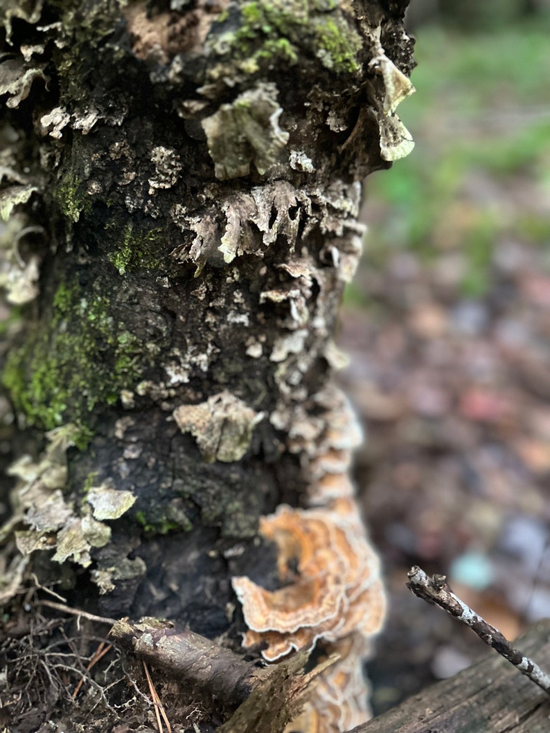 May include: Close-up of a tree trunk covered in light gray and brown lichen. The bark is dark brown and rough. A large, light brown mushroom grows on the lower right side of the trunk.