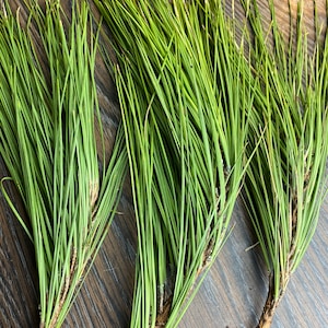 3 White Pine Needle Limbs