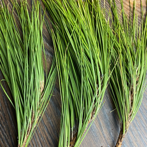 3 White Pine Needle Limbs