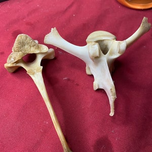Set of 2 Deer Vertebrae
