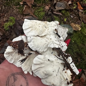 May include: A close-up of a hand holding a cluster of white mushrooms with a dark brown stem. The mushrooms have a textured, wavy surface and are arranged in a fan shape.
