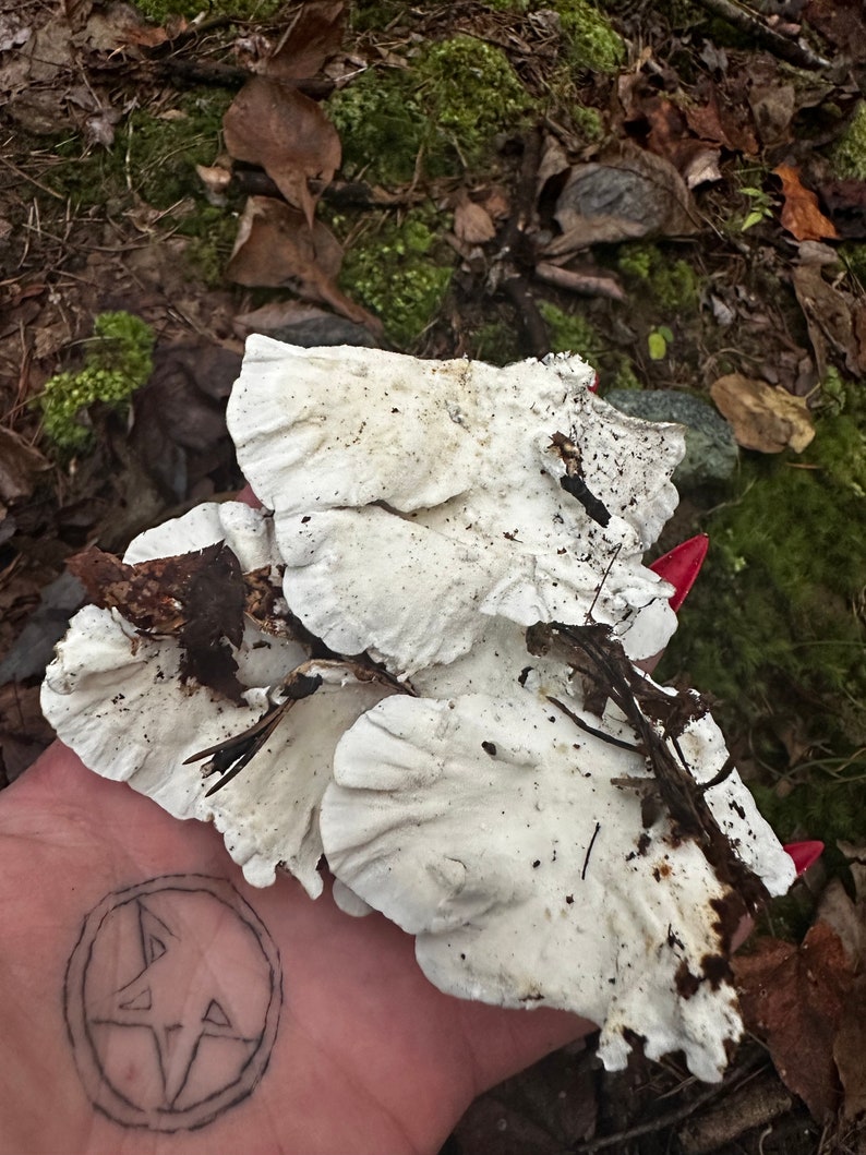 May include: A close-up of a hand holding a cluster of white mushrooms with a dark brown stem. The mushrooms have a textured, wavy surface and are arranged in a fan shape.
