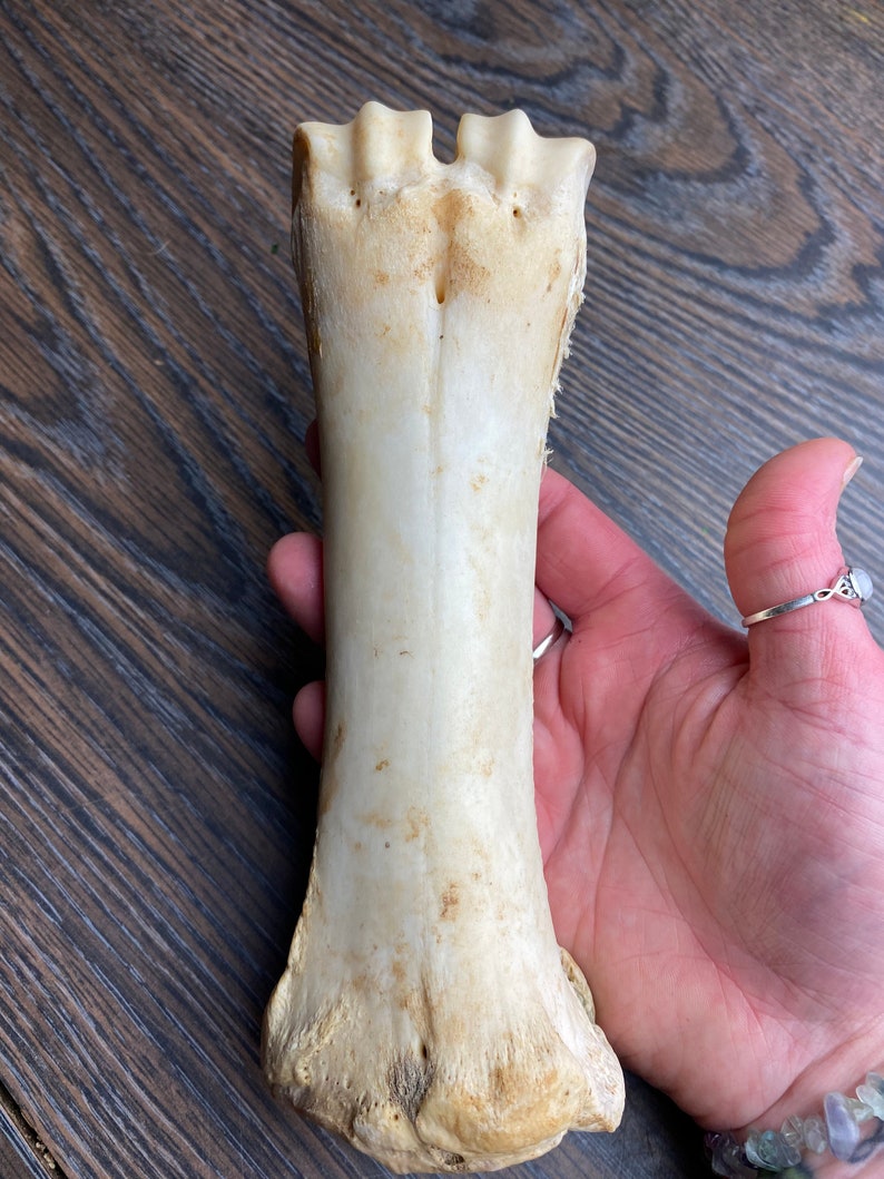 Cow Metacarpal Leg Bone Etsy