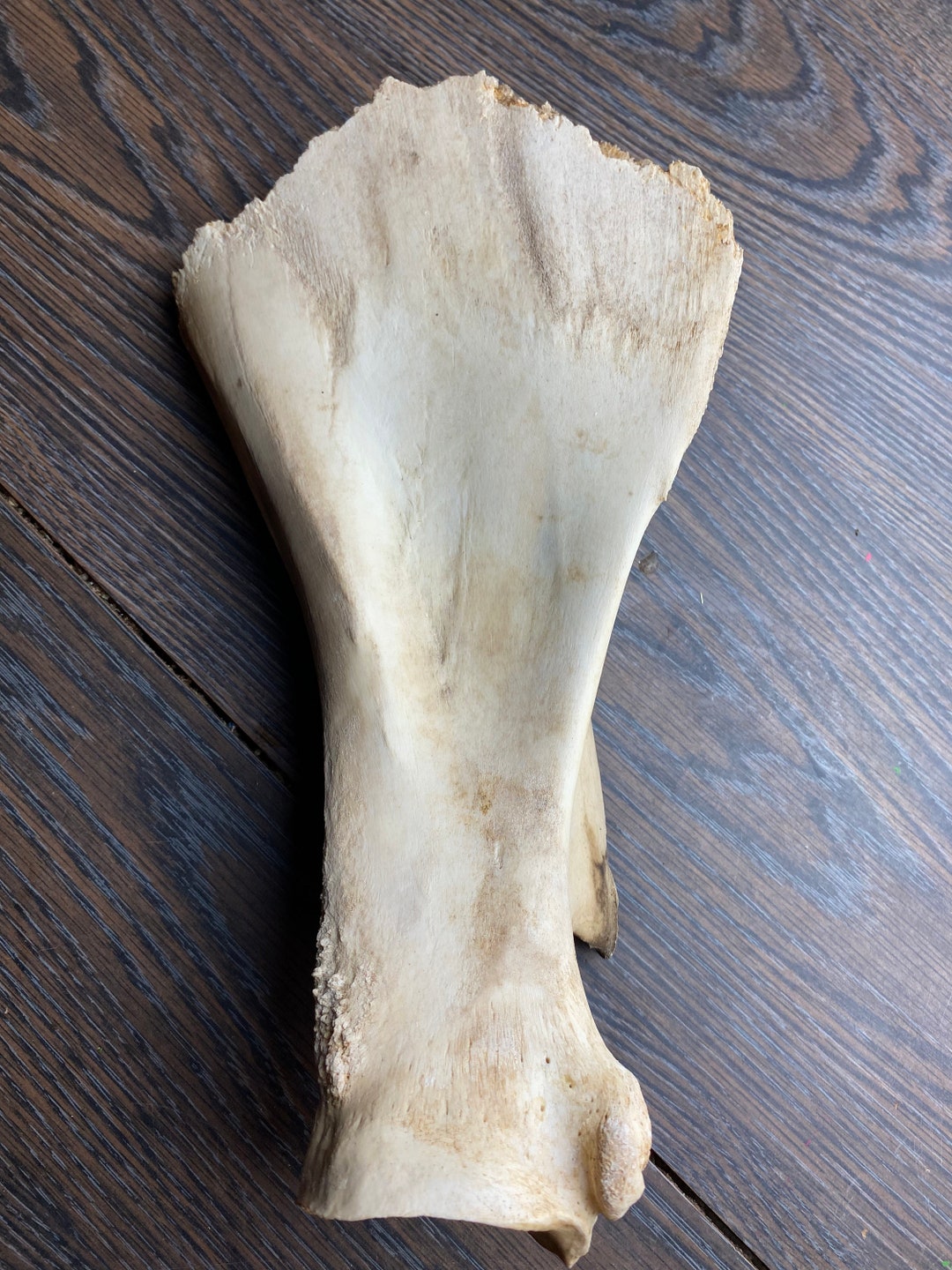Bovine Cow Shoulder Bone/scapula Etsy