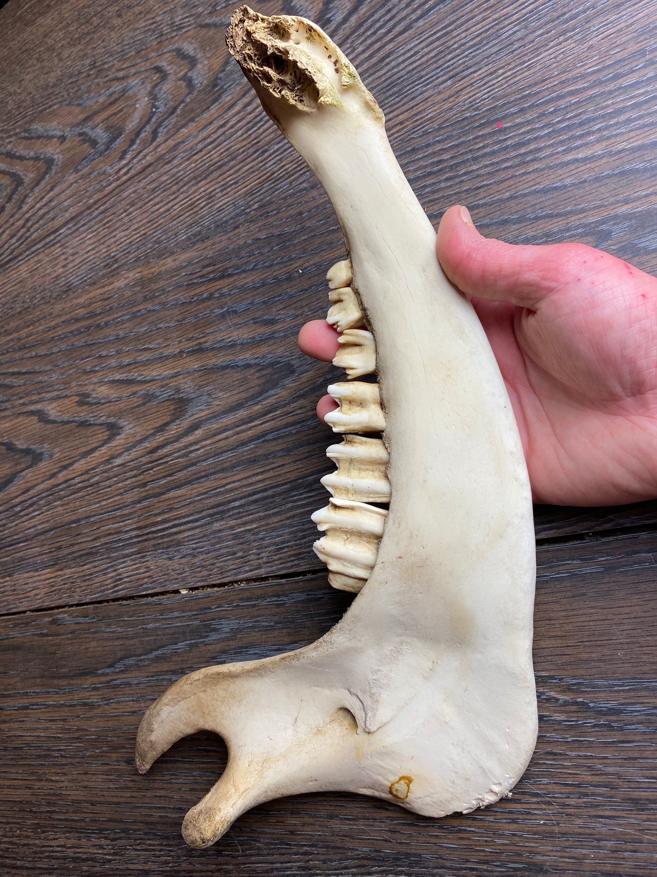 Animal Jaw Bones - Etsy Animal Jaw Bones - Etsy