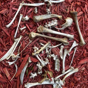 May include: A collection of white animal bones scattered on a bed of red wood chips.