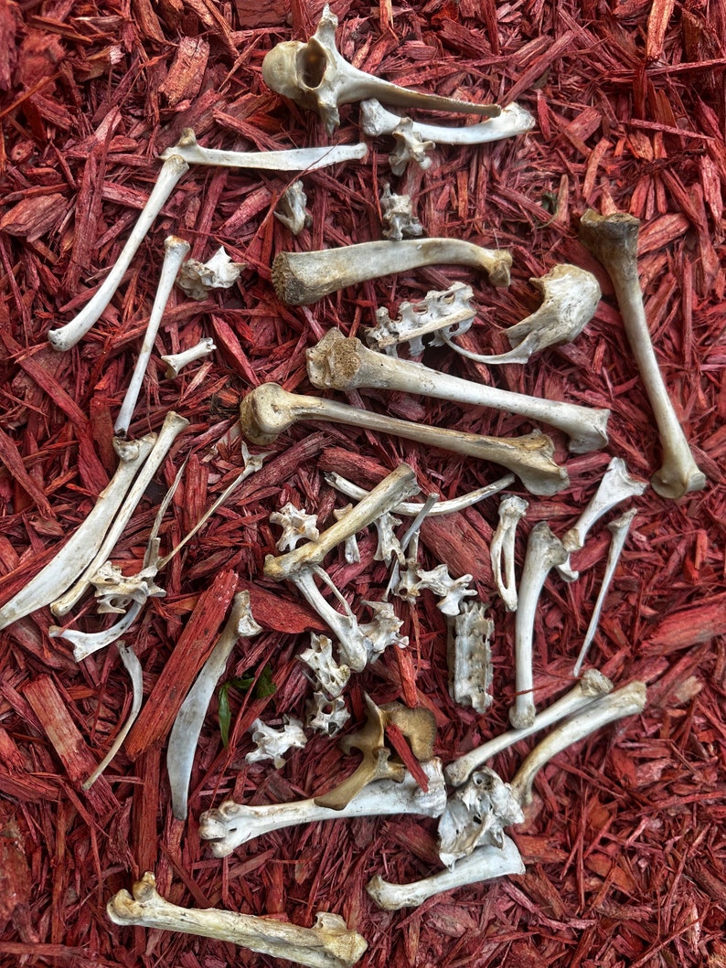 May include: A collection of white animal bones scattered on a bed of red wood chips.
