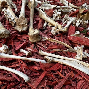 May include: A collection of white animal bones scattered on a bed of red wood chips.