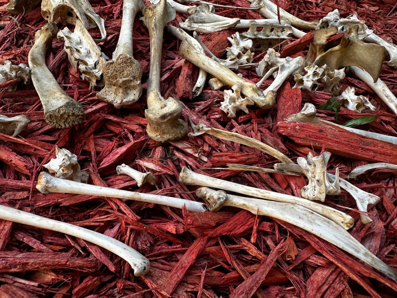 May include: A collection of white animal bones scattered on a bed of red wood chips.