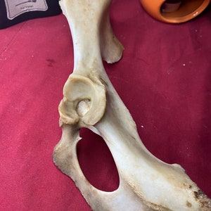 May include: A light-colored bone, possibly a hip bone, with a rounded socket and a large, irregular opening. The bone has a weathered appearance, with some areas showing darker discoloration. The background includes a bottle with the text "Witch's Spell".
