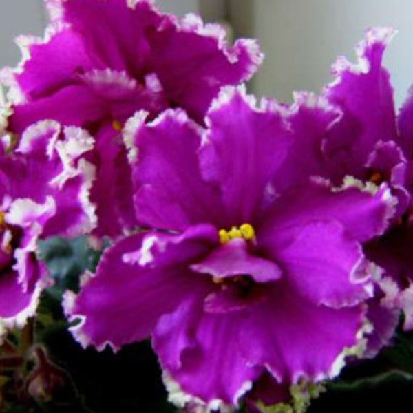 African Violet  EK-Malachite Orchid, LEAF.