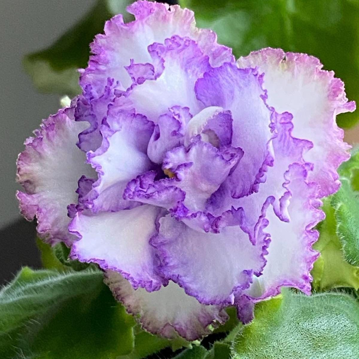 African Violet Ab-crinoline, A LEAF. - Etsy