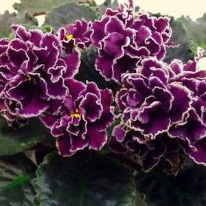May include: A potted African violet plant featuring clusters of deep purple, ruffled flowers with distinct white edges. The plant has dark green, textured, oval-shaped leaves that form a dense base beneath the vibrant, multi-petaled blooms.
