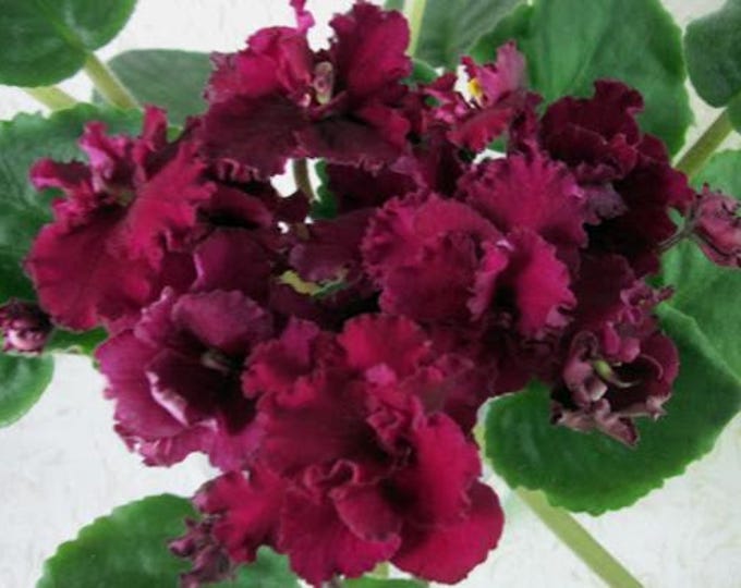 African Violet Av-climbing Rose Red (av-pletistaya Roza Red), a Freshly ...
