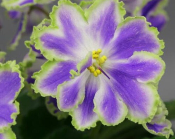 Violet F African Violet F-grasshopper, Starter Plant. - Etsy