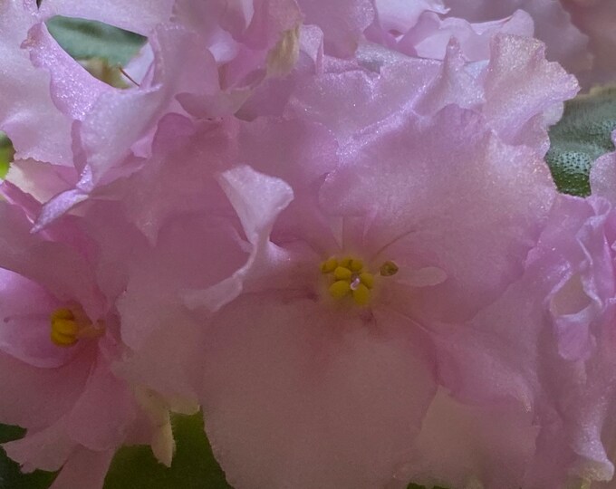 African Violet Rs-golden Luxury Sport, Starter Plant. - Etsy