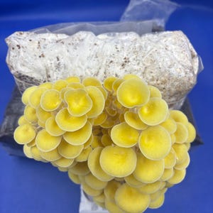 Könnte beinhalten: Ein Cluster aus leuchtend gelben Austernpilzen mit fächerförmiger Form, auf einem weißen Substrat in einer transparenten Plastiktüte. Der Hintergrund ist einfarbig blau.