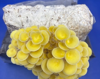 Op de afbeelding: Een cluster van heldergele oesterzwammen met een waaiervorm, geplaatst op een wit substraat in een doorzichtige plastic zak. De achtergrond is effen blauw.