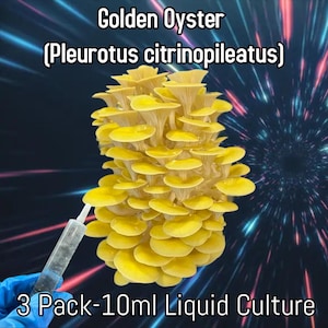 Golden Oyster Liquid Culture 10ml Syringe