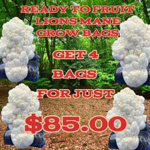 May include: Image of four Lions Mane mushroom grow bags. The text on the image reads: "READY TO FRUIT LIONS MANE GROW BAGS GET 4 BAGS FOR JUST £85.00". The background is a forest scene.