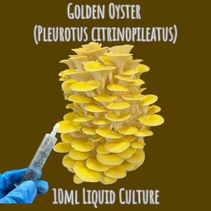 Golden Oyster Liquid Culture 10ml Syringe