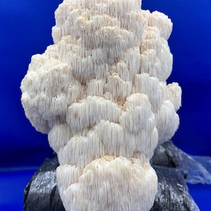 May include: A large, off-white Lion's Mane mushroom with a cascading, shaggy appearance. The mushroom is set against a vibrant blue background and rests on a dark, textured surface.