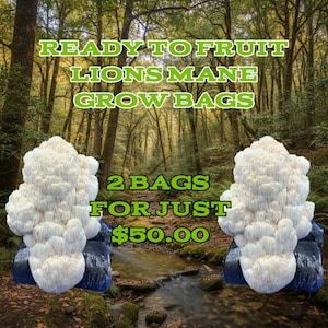 May include: Two Lions Mane mushroom grow bags are shown against a forest backdrop. The text "READY TO FRUIT LIONS MANE GROW BAGS" is at the top. Below, the text reads "2 BAGS FOR JUST £50.00". The mushrooms are white and fluffy.