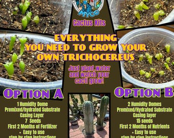 Zestawy do kiełkowania kaktusa świętego Trichocereus