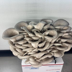 May include: A large cluster of oyster mushrooms, with a grey-blue hue, sits atop a white box. The mushrooms have a fan-like shape with visible gills. The background is a white, textured surface.