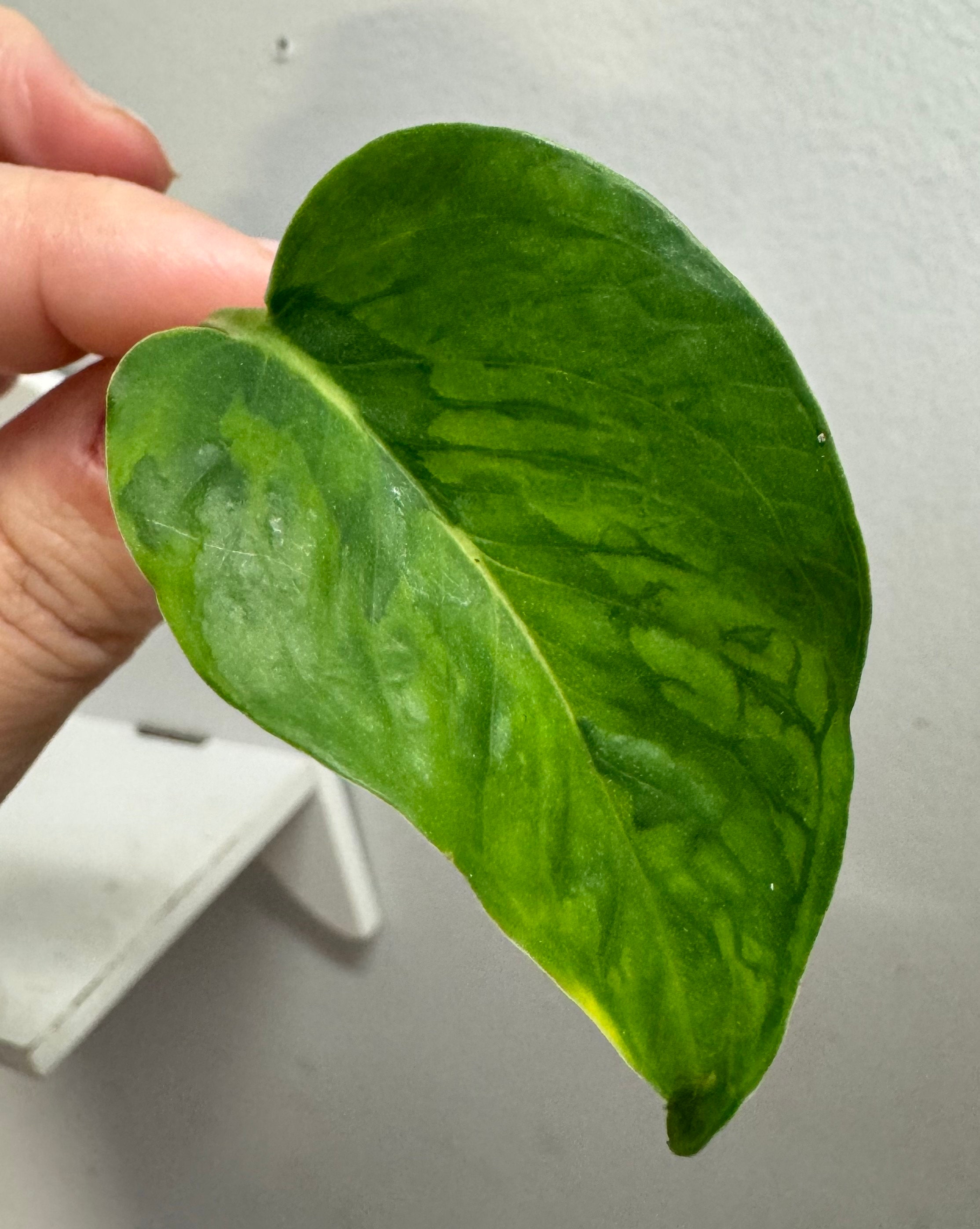 black cardinal philodendron Philodendron Black Cardinal main image 0