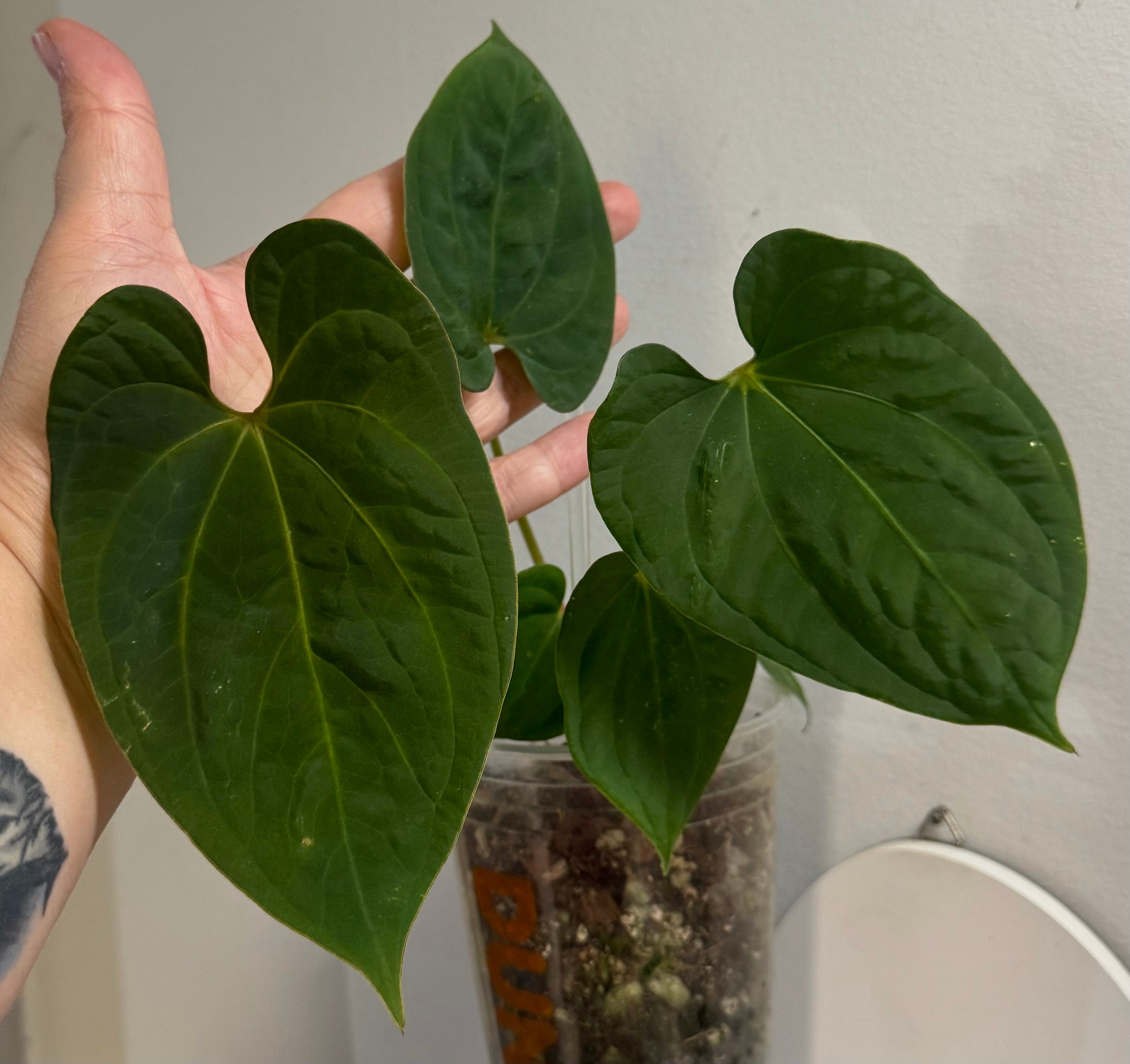Anthurium rubrinervium velvet