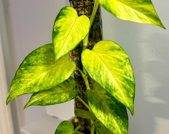 Colorado Constellation - RARE Pothos - Etsy