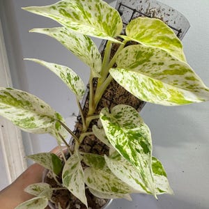 Teruno Pothos - Etsy