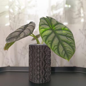 NestPot – Dekorative Käfigabdeckung für Aroid-Kinderzimmer