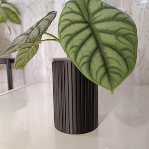 Könnte beinhalten: Eine Alocasia Dragon Scale Pflanze in einem Topf mit großen, strukturierten grünen Blättern und einem dunkelgrauen, vertikal geriffelten zylindrischen Topf. Die Blätter haben ausgeprägte Adern, auf weißer Oberfläche.