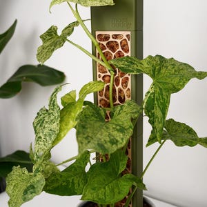 Peut inclure: Un tuteur pour plante vert olive vertical portant l'inscription moss buddy, doté d'une découpe centrale en nid d'abeille remplie de mousse brune. Une plante Syngonium panachée aux feuilles vertes et crème pousse contre le support dans un pot gris.