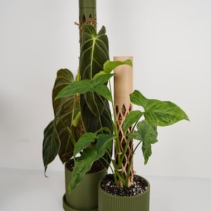 Puede incluir: Dos plantas en maceta con follaje verde y tutores de musgo. Las macetas y los tutores son de color verde oliva. Un tutor tiene un diseño de celosía. Las plantas están sobre un fondo blanco.